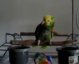 Прикольный попугай (3.365 MB)