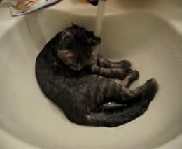 У кота водные процедуры (2.161 MB)