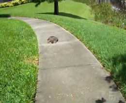 Бег мягкотелой флоридской черепахи (2.677 MB)