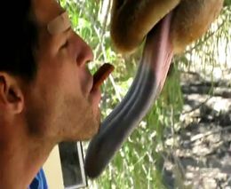 Мужик кормит жирафа изо рта (5.417 MB)