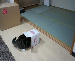 Толстый кот и коробка (4.418 MB)