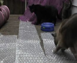 Кошки и пленка с пузырьками (6.850 MB)