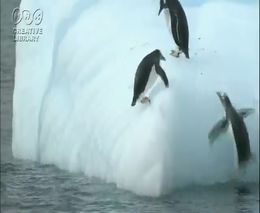Пингвины и айсберг (7.074 MB)