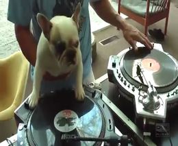 Пес - DJ (4.354 MB)
