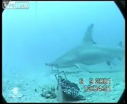 Огромная тигровая акула (4.530 MB)