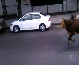 Корова в центре города (2.173 MB)