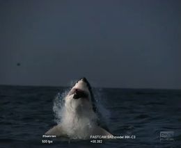 Прыжок акулы в замедлении (1.407 MB)