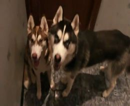 Два пса устроили погром в доме (6.396 MB)