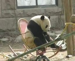 Панда на кресле-качалке (1.386 MB)
