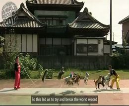 Мировой рекорд – 13 собак прыгают одновременно (7.433 MB)