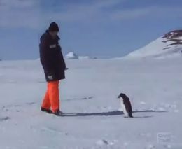 Не дружелюбный пингвин (354.164 KB)