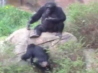 Шимпанзе нашли енота... (11.815 MB)