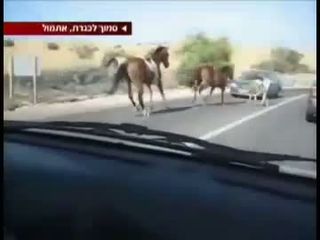 Лошади на дороге (850.202 KB)