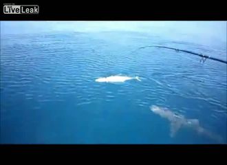 Акула крадет улов (6.985 MB)
