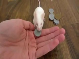 Дрессированная мышка (2.567 MB)