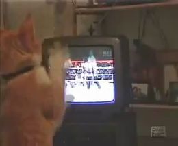 Кот смотрит бокс и отрабатывает удары (1.367 MB)