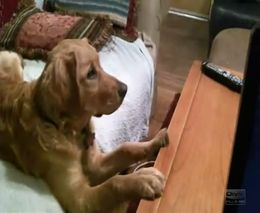 Забавный пес смотрит телевизор (6.583 MB)