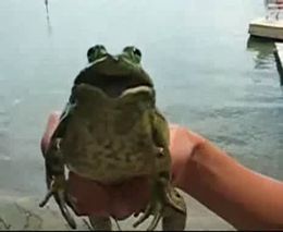 Самая веселая жаба в Мире (968.718 KB)