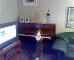 Талантливый песик играет на пианино и подпевает (2.449 MB)