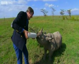 Кормление малыша носорога (9.241 MB)
