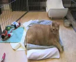 Самый толстый котяра (3.987 MB)