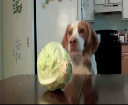 Пес хочет стащить капусту (3.347 MB)