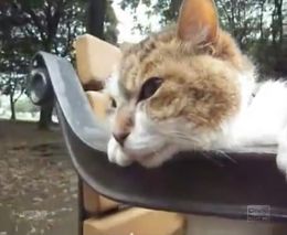 Кот сидит на лавочке (2.535 MB)