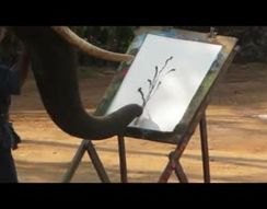 Слон рисует картину (6.714 MB)