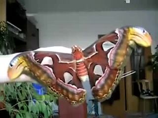 Огроменная бабочка (3.571 MB)