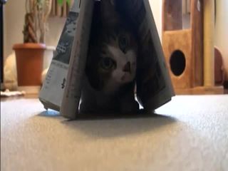 Котик в домике (1.443 MB)