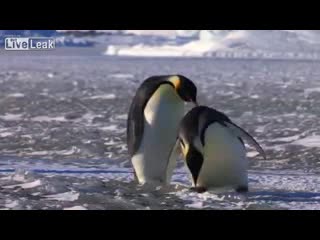 Неуклюжие пингвины (5.979 MB)