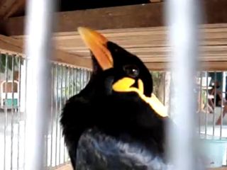 Птица издает странные звуки (3.233 MB)