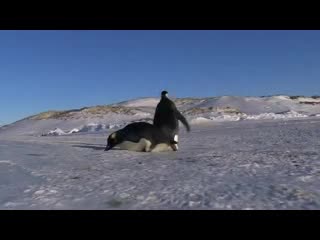Беззаботная жизнь пингвинов (5.985 MB)