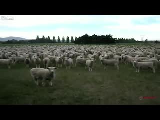 Овцы митингуют (5.694 MB)