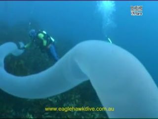 Морское существо длинной 20 метров (4.046 MB)