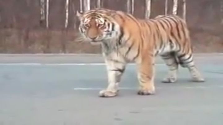 Амурский тигр удивил автомобилистов (12.853 MB)