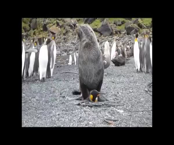 Озабоченный тюлень изнасиловал пингвина (2.783 MB)