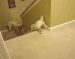 Кошки и собаки учат детей спускаться по лестнице (2.436 MB)