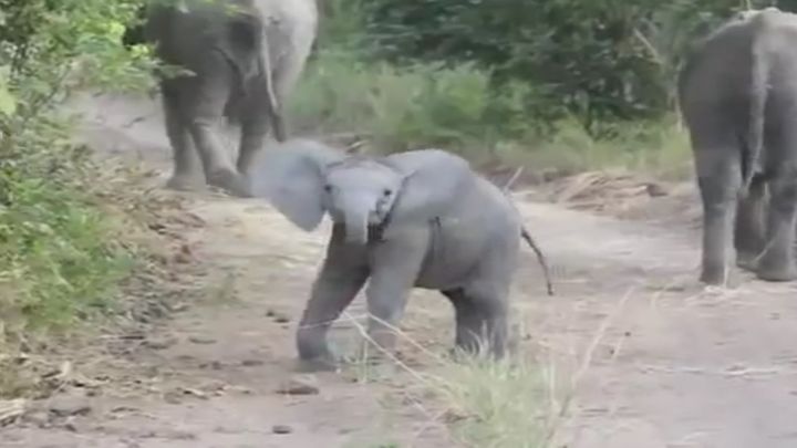 Слоненок пугает туристов (3.854 MB)