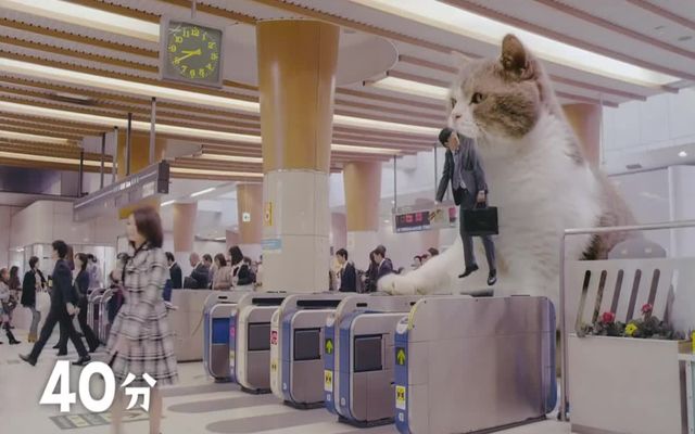 Японская реклама с котом (1.184 MB)