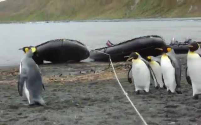 Пингвины и веревка (6.565 MB)