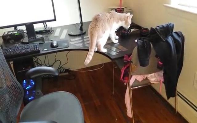 Отучаем кота ходить по столу (1.360 MB)