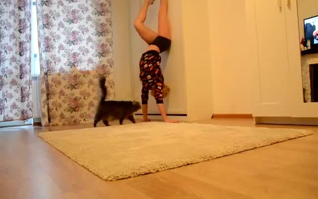 Коты мешают девушке тренироваться (3.621 MB)