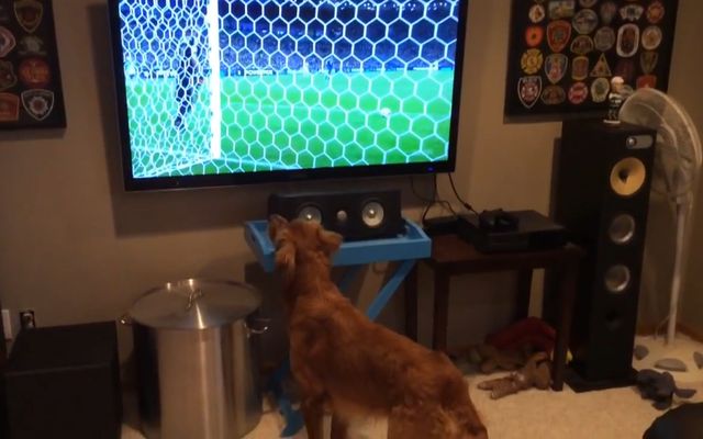 Собака смотрит футбол (6.120 MB)