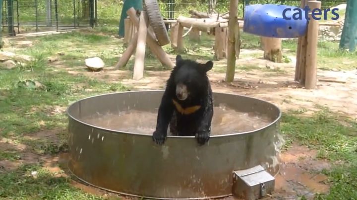 Довольный медведь купается в ванной (5.417 MB)