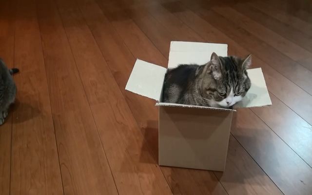 Позитивный кот и коробка (3.313 MB)