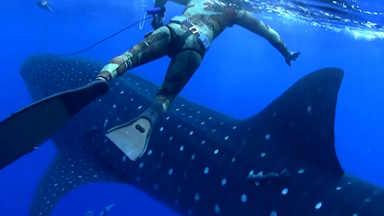 Огромная китовая акула напугала ныряльщика (8.464 MB)
