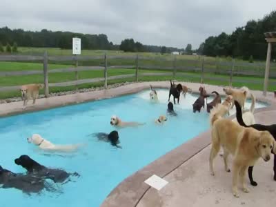 Собаки устроили вечеринку у бассейна (11.336 MB)
