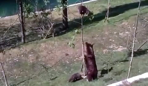 Медведица снимает медвежонка с тонкого дерева (4.638 MB)