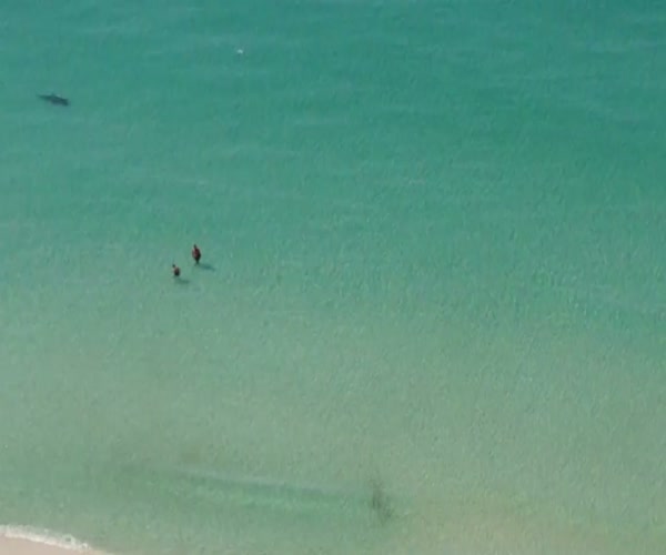 Акула охотится на пляже (9.080 MB)